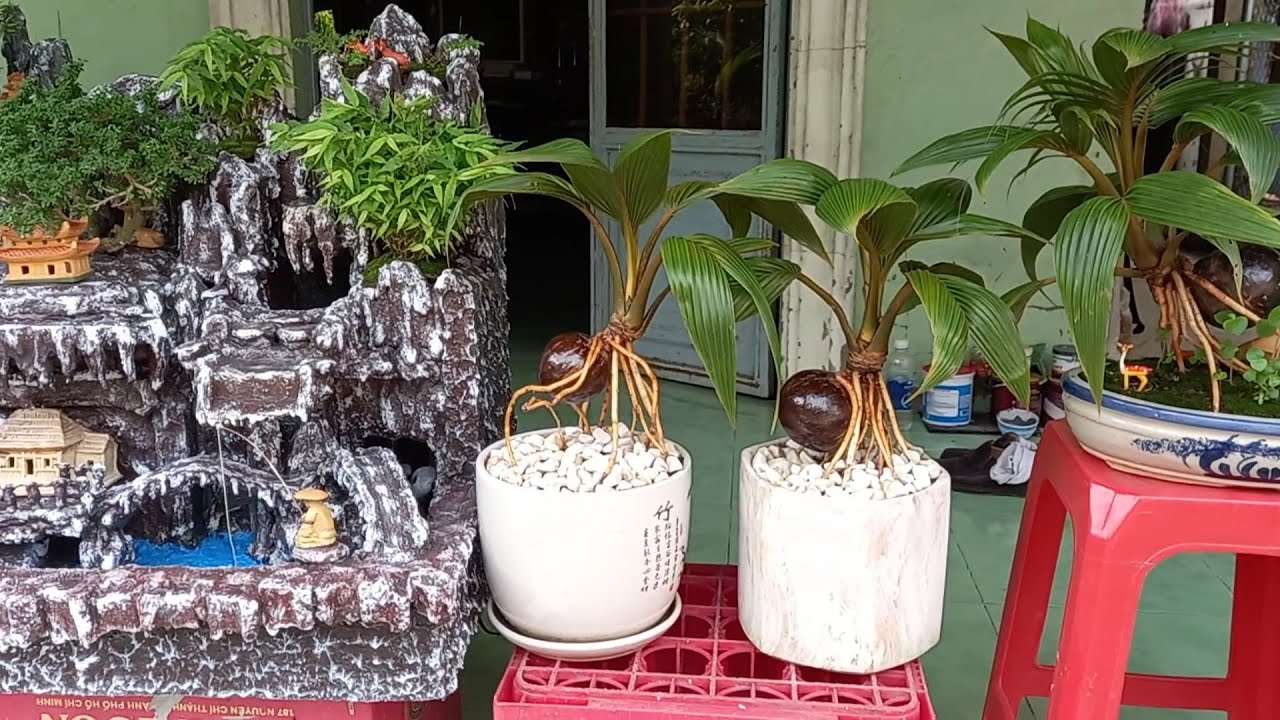 Chuẩn bị dừa bonsai đón tết / Coconut bonsai / Bonsai kelapa