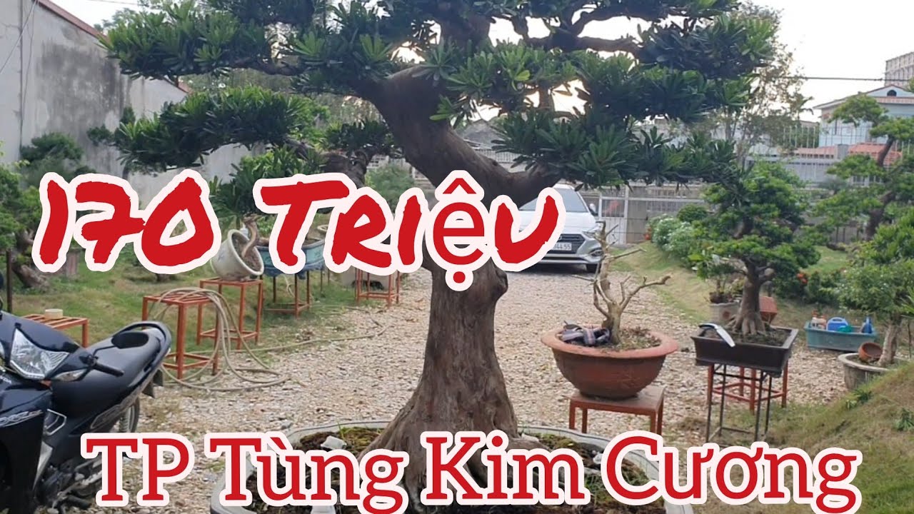 Chuyên bán: Tùng nhập ngoại - Tùng La Hán - Duyên Tùng - Nho Thân Gỗ