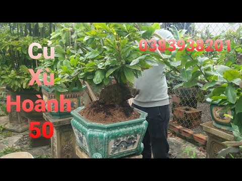 Có anh em nào đặt gạch chậu mai bonsai củ xù hoành trên 50 này về chưng tết ko (0383938201)