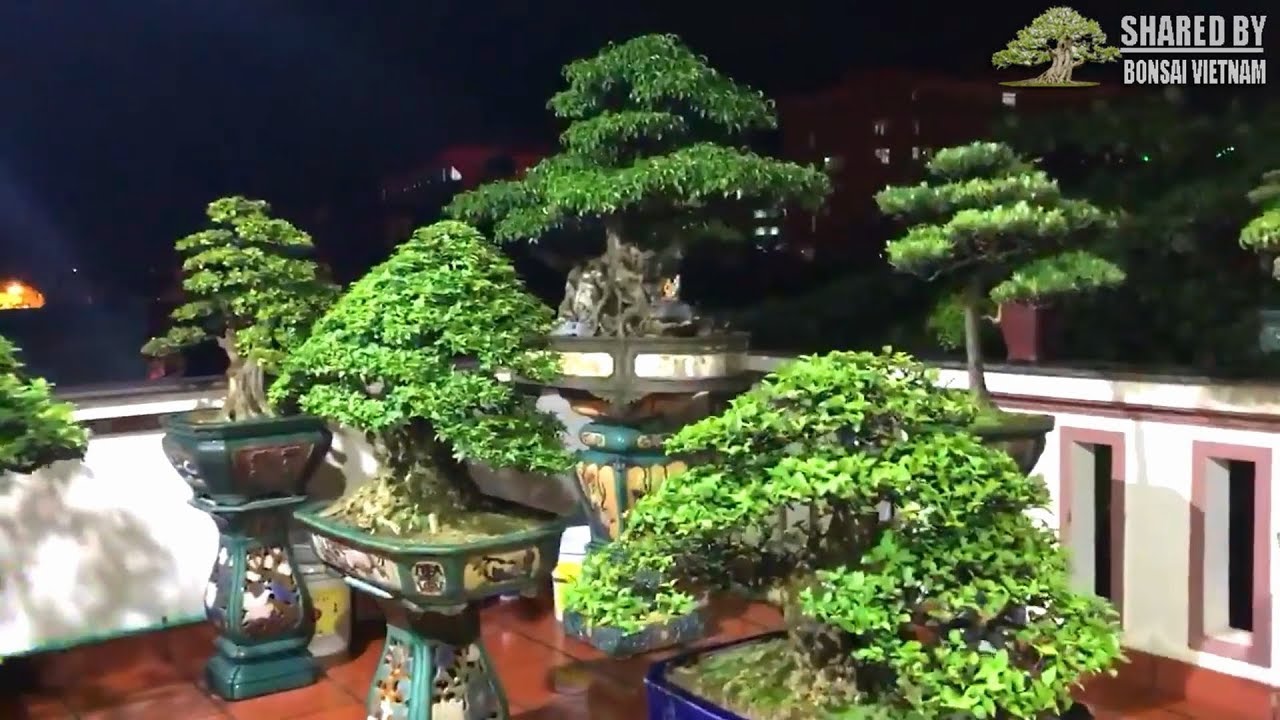 Có bộ sưu tập Bonsai này tôi cũng muốn ngắm đêm ngắm ngày như anh ấy