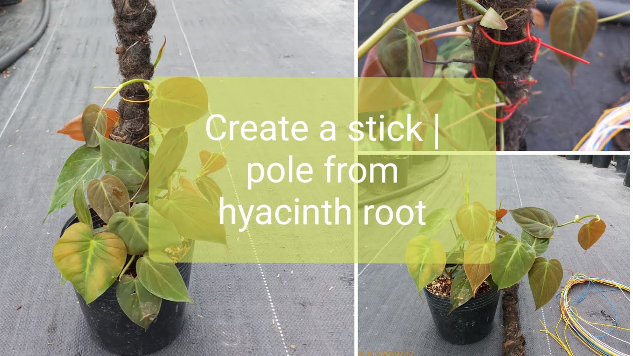 Create a stick (pole) from a hyacinth root | Philodendron Micans