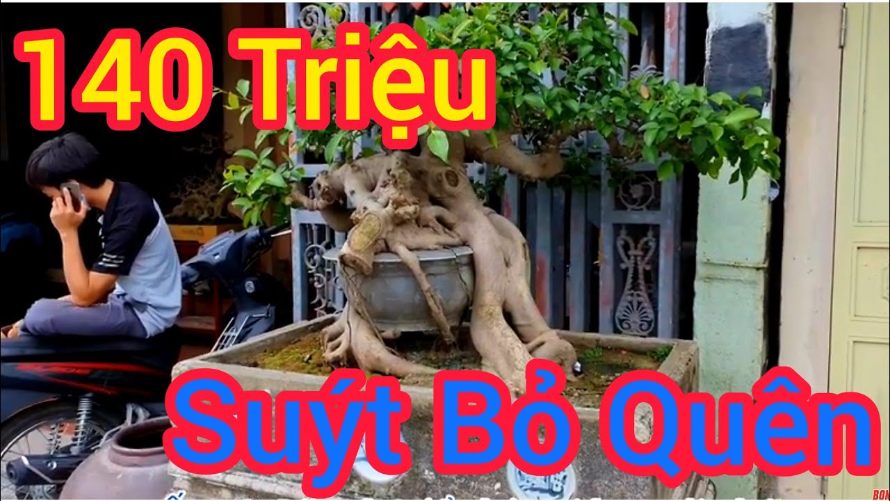 Cú ghép ngoạn mục cho phôi Sy Búp Đỏ có giá 22 triệu tại nhà vườn Đới Xuân Dần