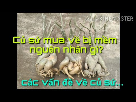 🌺Củ sứ mua về bị mềm cách xử lí và các vấn đề liên quan đến củ sứ