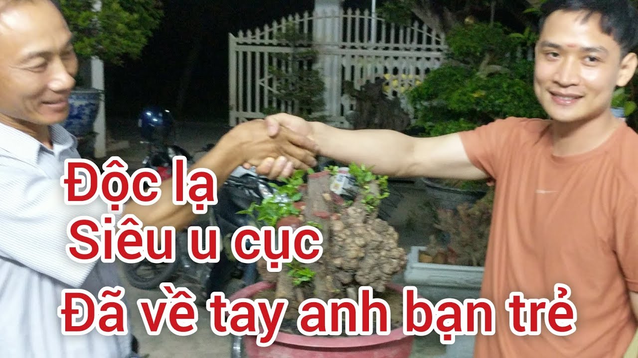 ĐỘC LẠ CÂY SI U BỨU ĐÃ VỀ TAY ANH BẠN TRẺ BẰNG CUỘC GIAO DỊCH ĐỔI XE