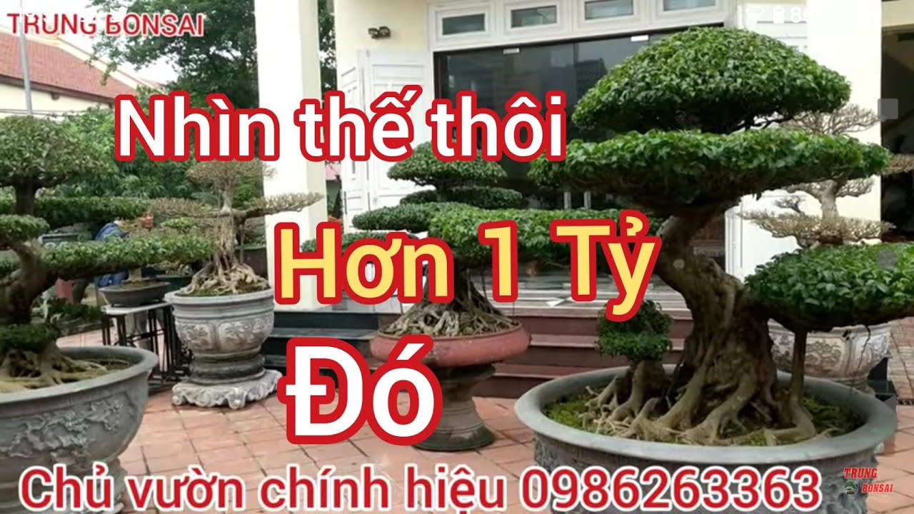 ĐỘC LẠ_ BỘ BÀN GHẾ CẨM NAI GIÁ 300 TRIỆU CỦA BONSAI CHÍNH HIỆU VÀ GIÀN CÂY CỔ TIỀN TỶ CÓ 1 KHÔNG HAI