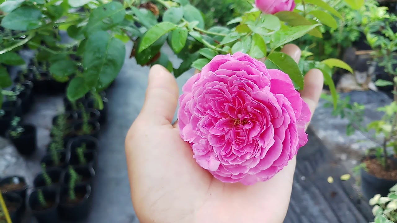 Đặc tính giống hồng ngoại For Your Home rose (hoa hồng Nhật Bản)