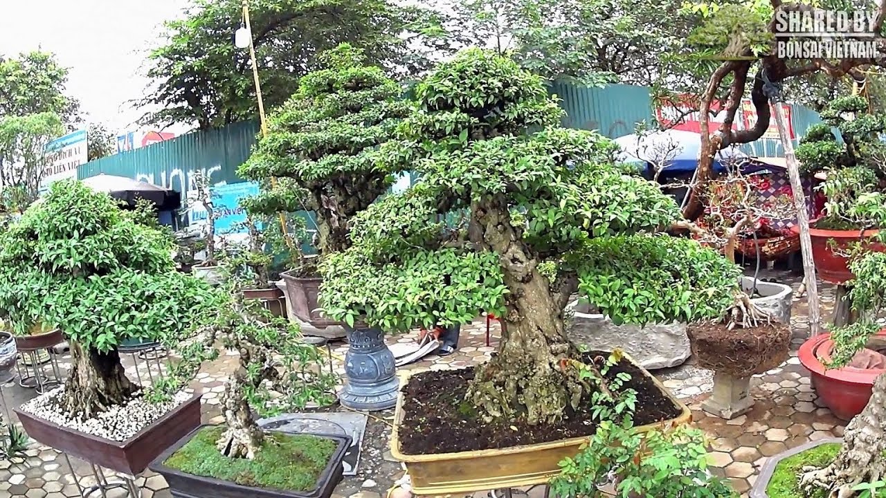 Dàn Bonsai của nhà vườn này đẹp quá!