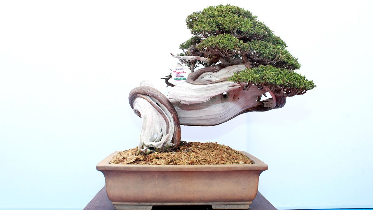 Dàn bonsai đỉnh cao của anh em Hà Nội (LH 0399903128)