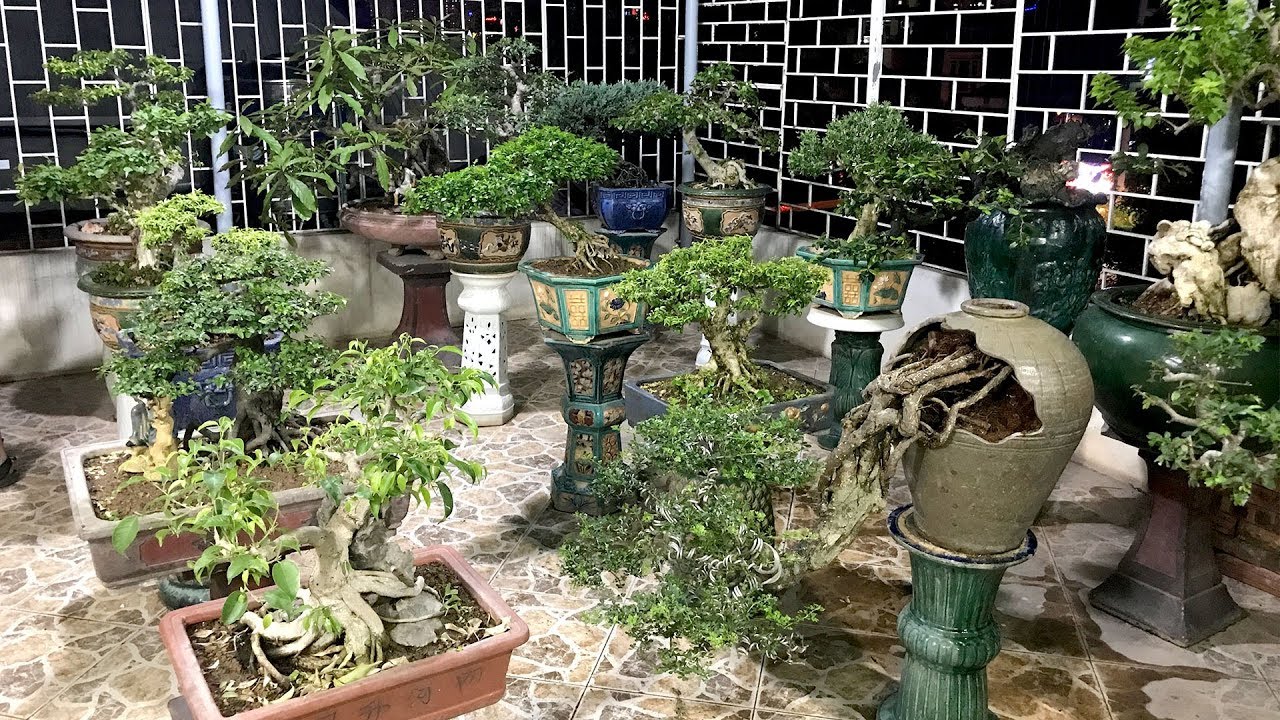 Đâu phải đầu tư nhiều tiền, vẫn có một sân cây Bonsai đẹp để chơi