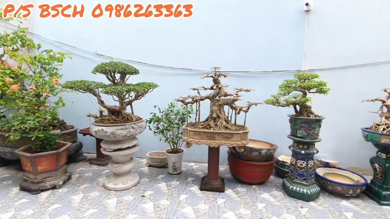 Đầu tư gần 1 tỷ tiền cây anh Tiếp đã sưu tầm được nhiều tp Mẫu Đơn và nhiều TP Sanh thật giá trị