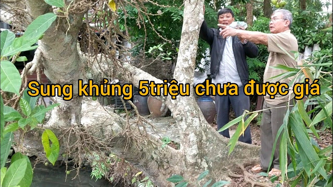 Đen VLog thúy béo đặt 5 triệu vào gốc sung khủng chủ vườn chưa đồng ý