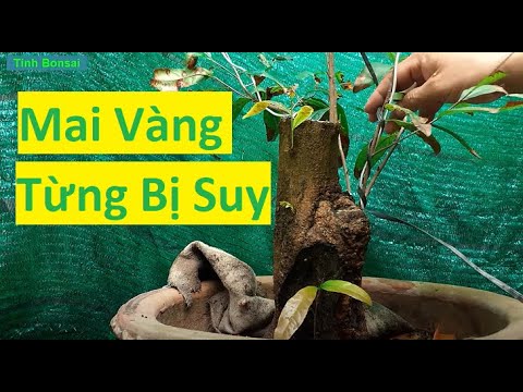 Định Hình Cho Mai Vàng Từng Bị Suy | Tính bonsai