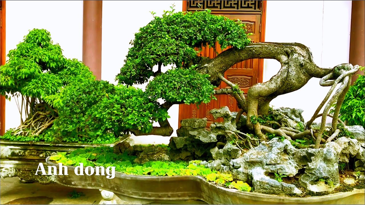 Độc lạ những cây bonsai