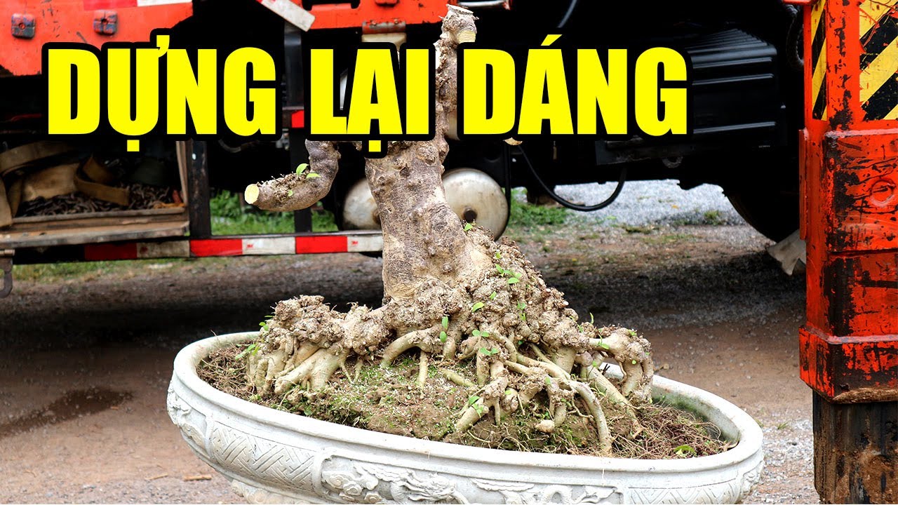 Dựng lại dáng chơi cây Mai Chiếu Thủy Đẹp Mà Giá Rẻ Quá