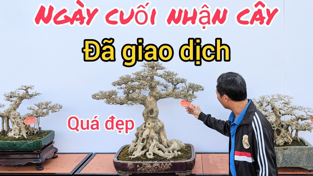 GIAO DỊCH HƠN 100 TRIỆU SIÊU PHẨM CỦA TUYÊN BÙI TẠI TLCC VƯỜN THỨC BONSAI