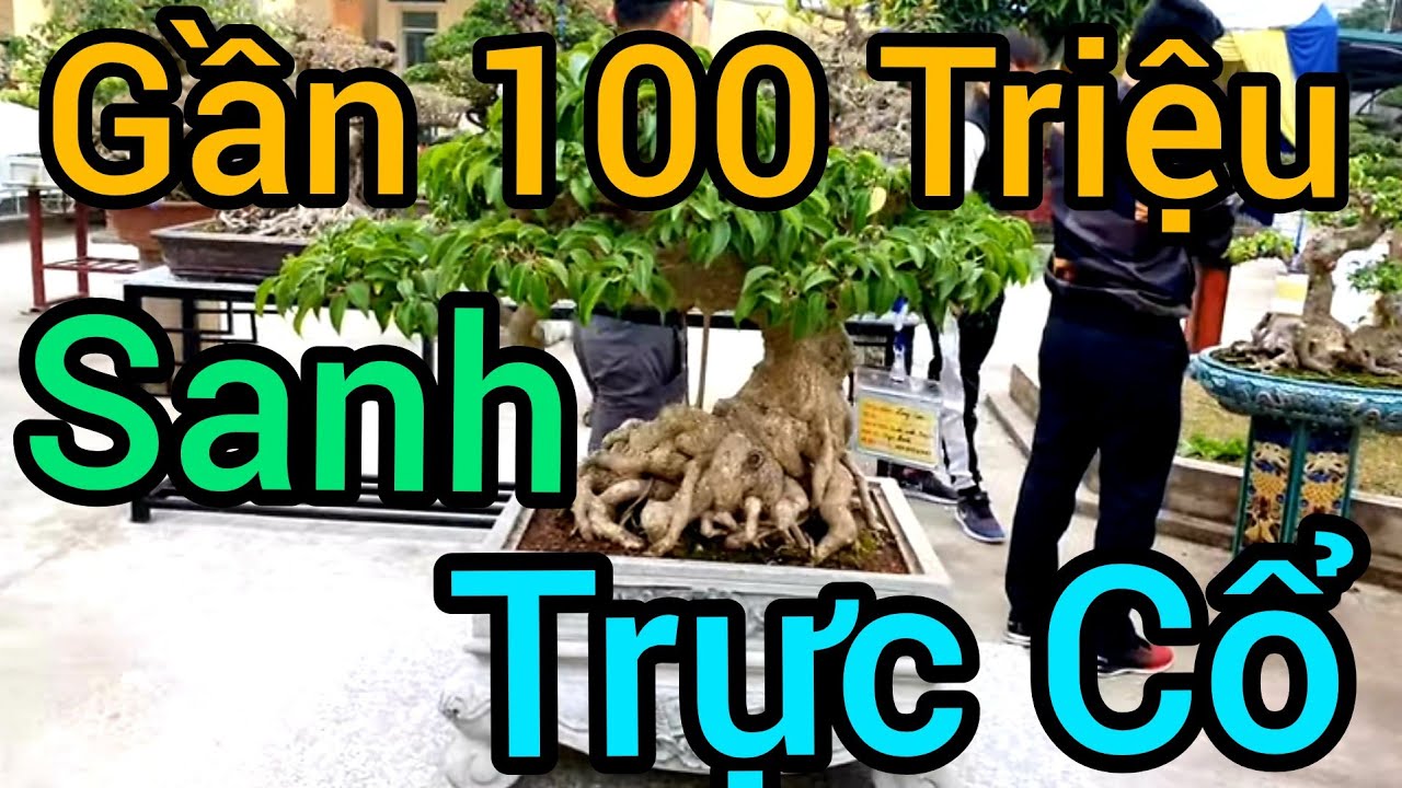 Gần 100 triệu sanh trực cổ 5 bông và một số tp tại triển lãm.  Video cuối cùng của TL.