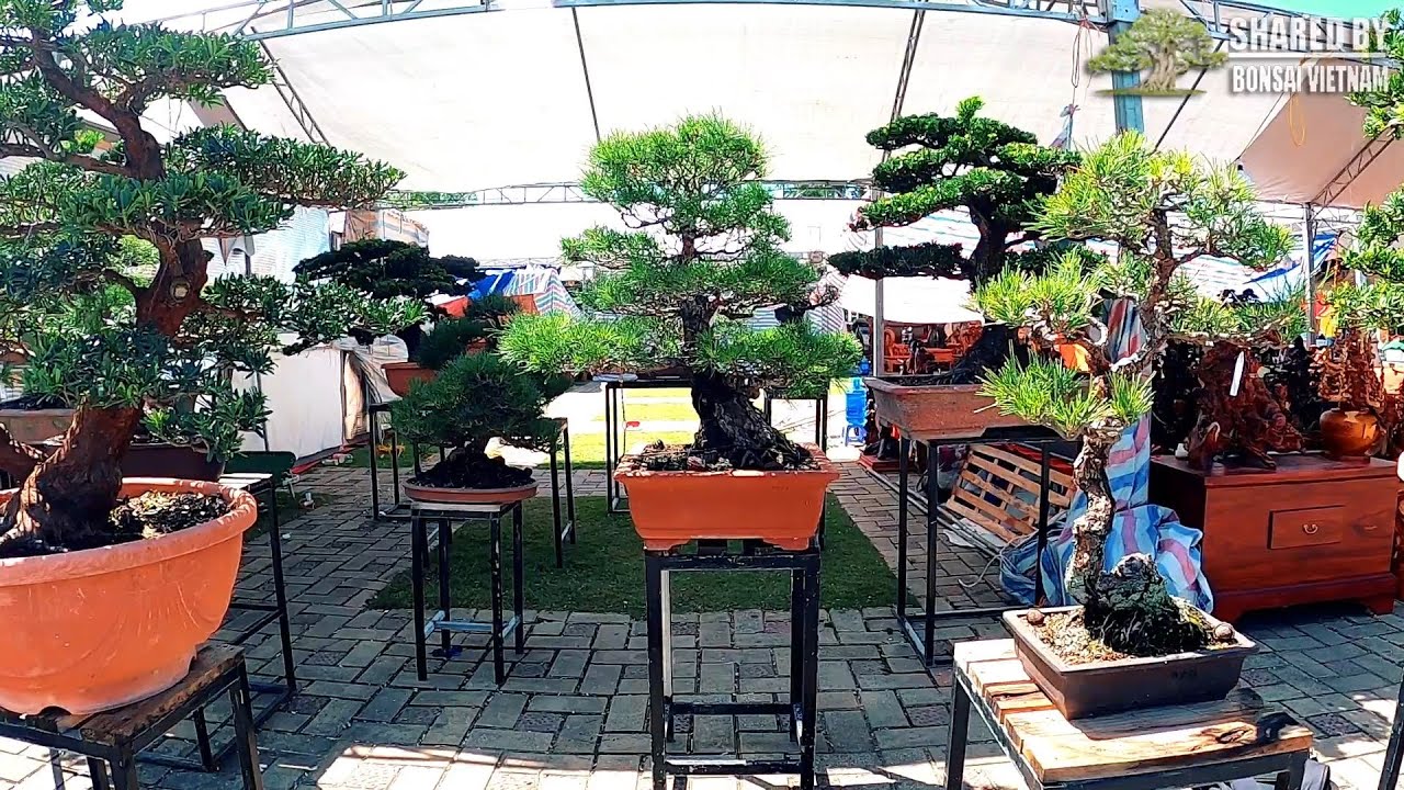 Gian hàng Bonsai ngoại khá đẹp ở Bắc Ninh