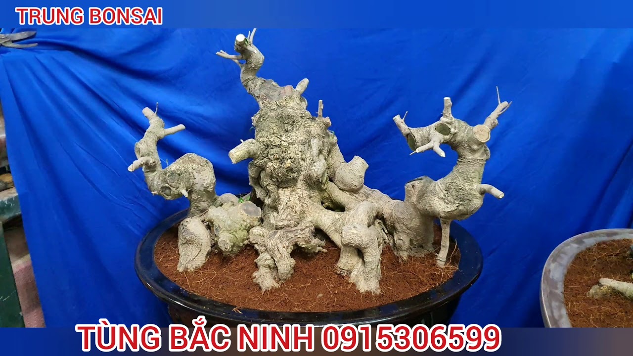 Giao dịch 2 TỶ TIỀN CÂY TRONG HAI THÁNG ĐẦU NĂM  chú TÙNG BẮC NINH QUÁ NHIỀU HÀNG CHẤT LƯỢNG