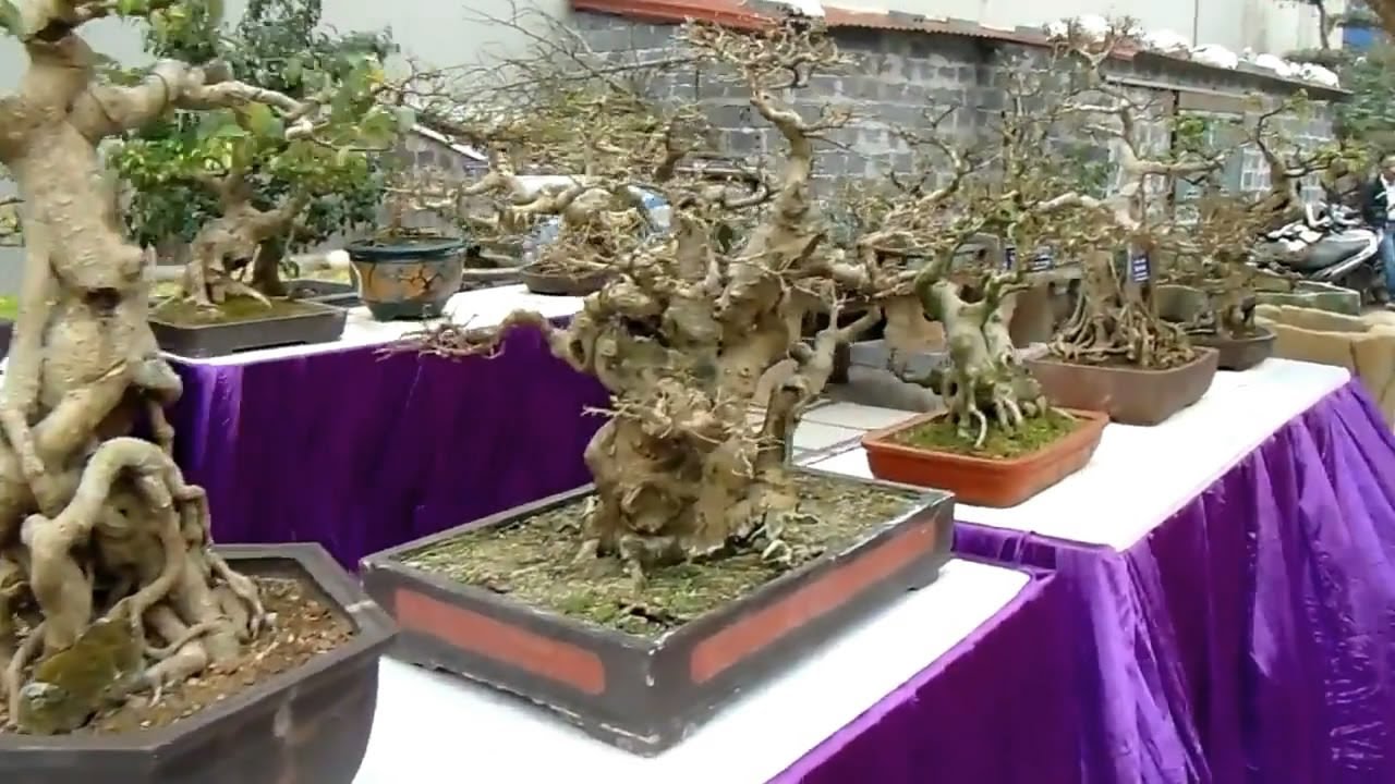 Giao lưu Cây Cảnh câu lạc bộ Bonsai Xuân Trường, Nam Định