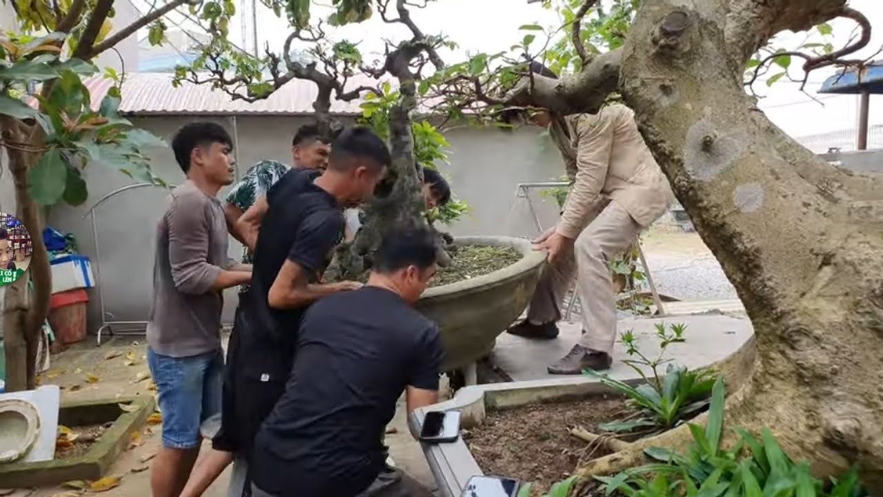 Giao lưu cho anh Nam tóc dài 2 tác phẩm tại vườn cảnh Bon Sai Chinh Hieu.