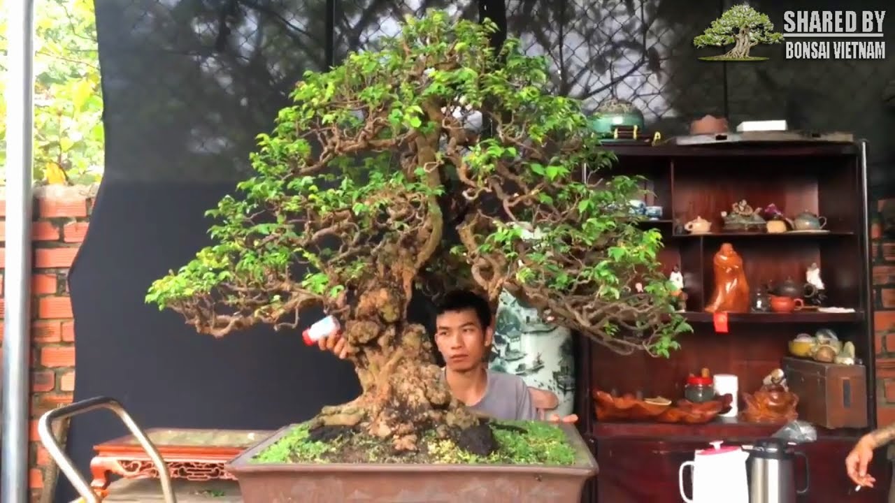 Giới thiệu các tác phẩm mới của bonsai Việt tháng 10-2018 || Phần 2