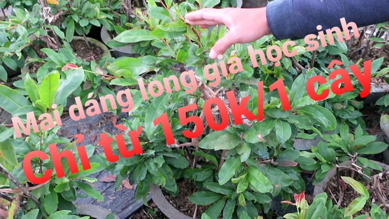 Gl lô mai dáng long mini giá học sinh về cho anh em nuôi bán tết