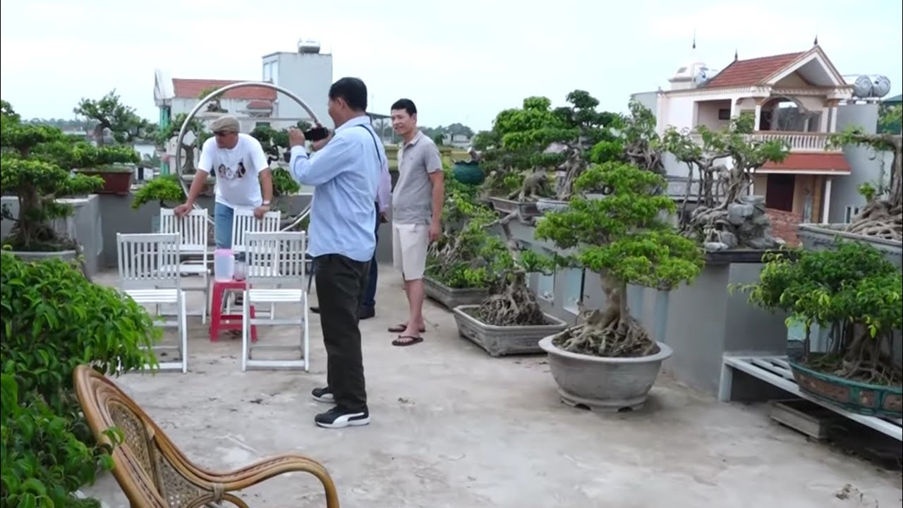 HẢI BONSAI CẤT TOÀN HÀNG QUÝ TRÊN TẦNG THƯỢNG ANH EM THAM KHẢO NHÉ