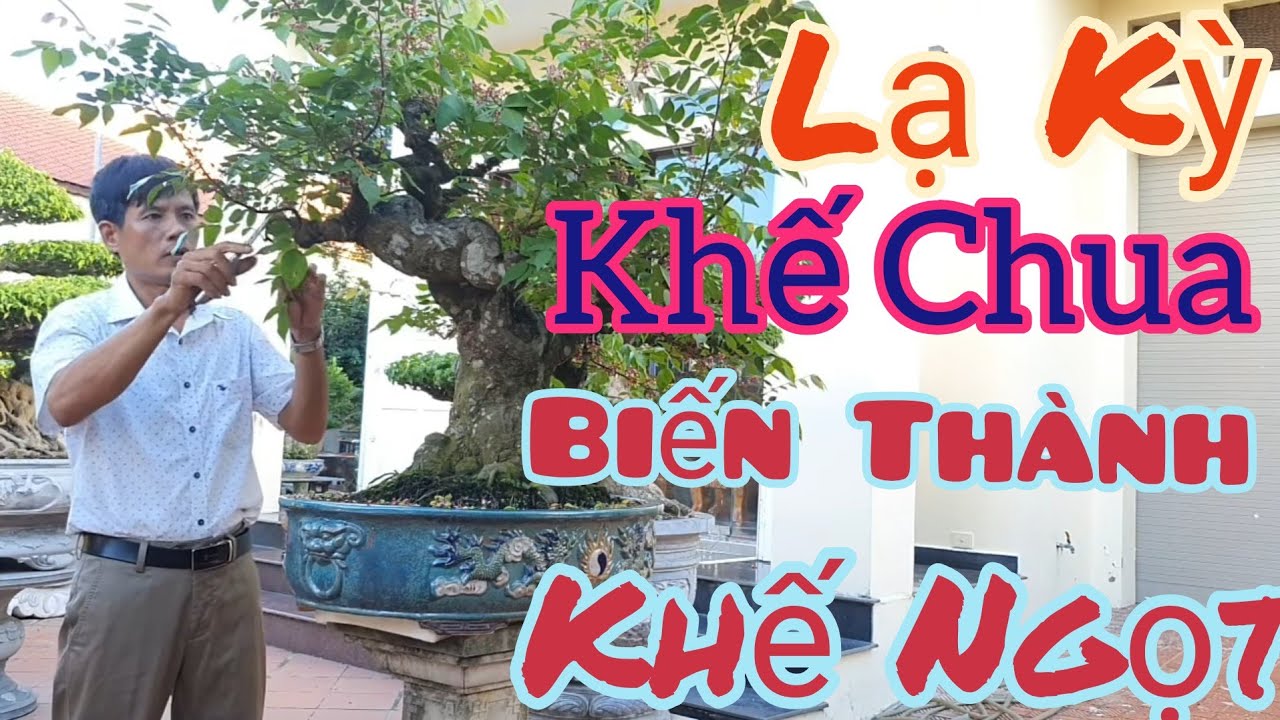 Hàng ngàn quả khế bị cắt bỏ cũng vì lý do đặc biệt trên cây KHẾ CHUA biến thành  KHẾ NGỌT.