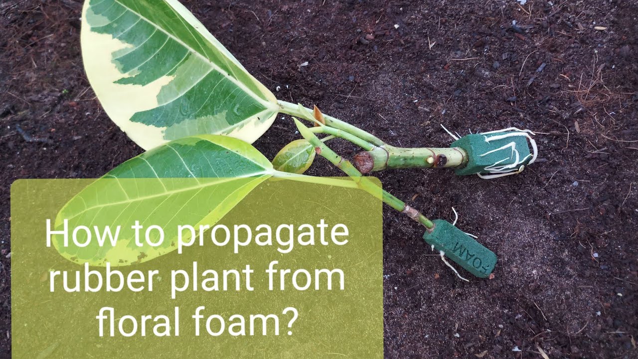 How to Propagate rubber plant from floral foam