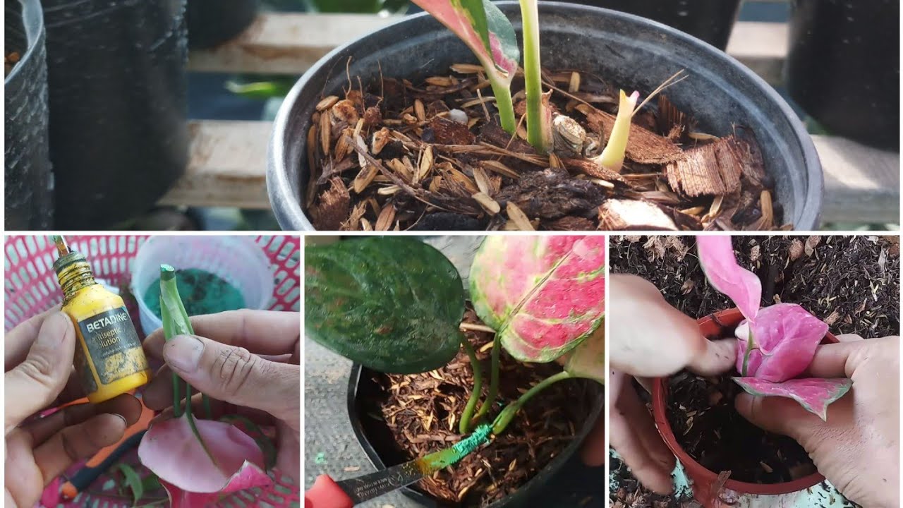 How to propagate Aglaonema by cuttings in 25 days