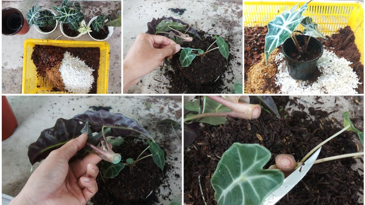 How to propagate Alocasia Polly by cuttings