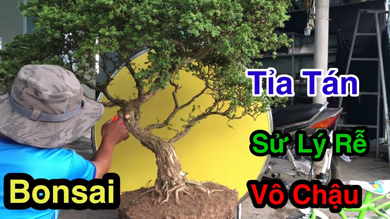 Hướng Dẫn Tỉa Tán Bonsai, Sử Lý Rễ, Vô Chậu,Để Cây Giữ Được Bộ Tàn Và Cây Không Bị Suy Yếu.