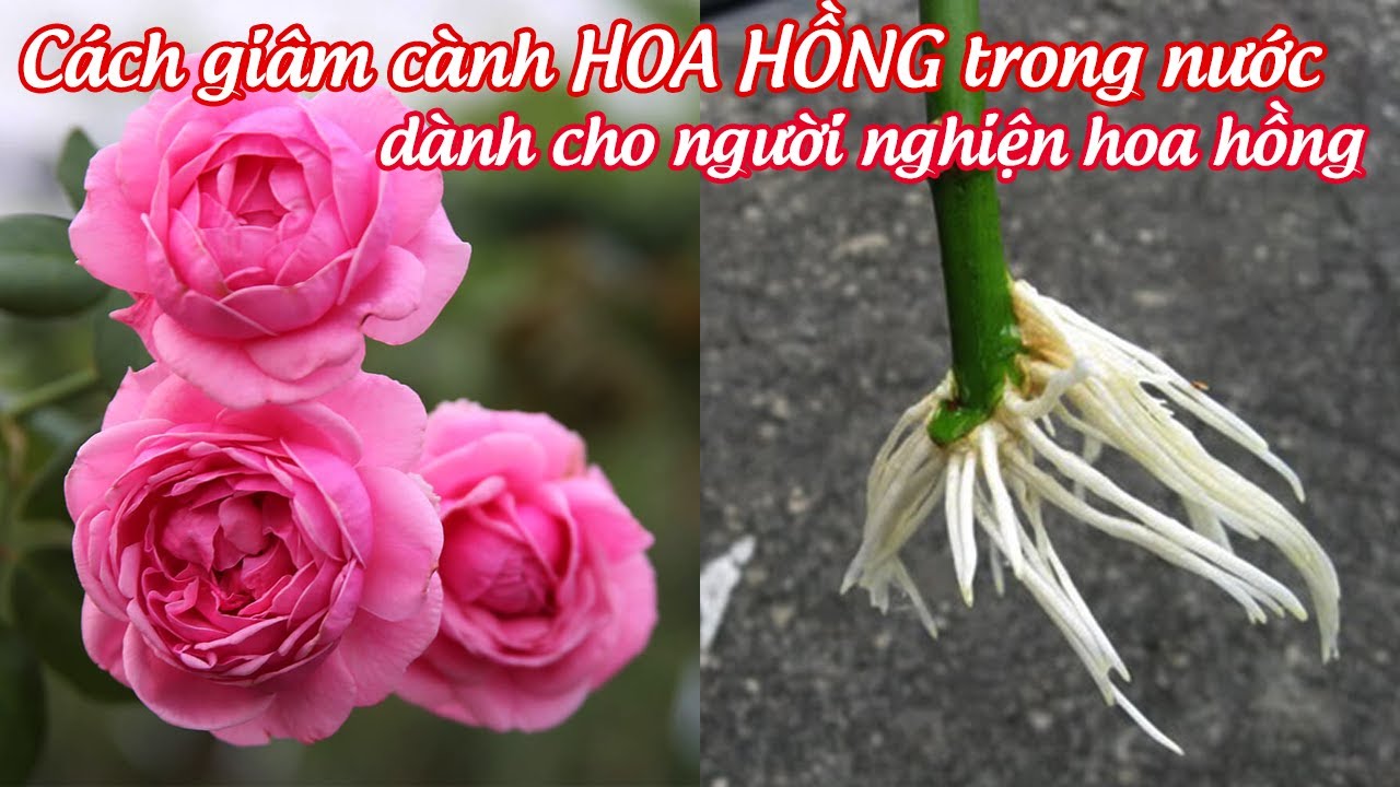 Hướng dẫn giâm cành hoa hồng trong nước, người nghiện hoa hồng không thể bỏ qua