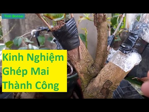 Kết Quả Ghép Mai Vàng Bỏ Nhánh Thành Công | Tính bonsai