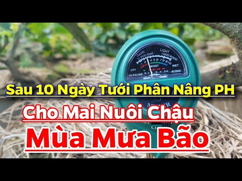 Kết Quả Sau 10 Ngày Tưới Phân Nâng PH Cho Mai Nuôi Chậu Vào Mùa Mưa Bão - 30/10/2020