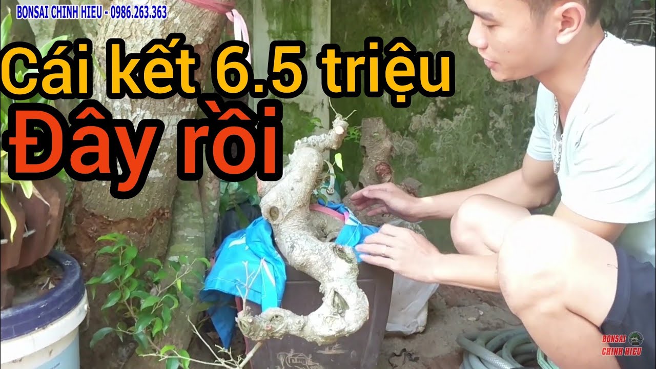 Kết quả cây Sanh 6.5 triệu cắt ra đã có 1 cây Huyền rất ưng ý và nhiều phôi Sanh giá trị.