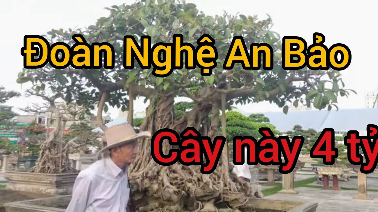 Khách tham quan bảo cây này 4 tỷ của CLB Đông Mỹ - Thanh Trì - HN không biết thực hư ra sao.