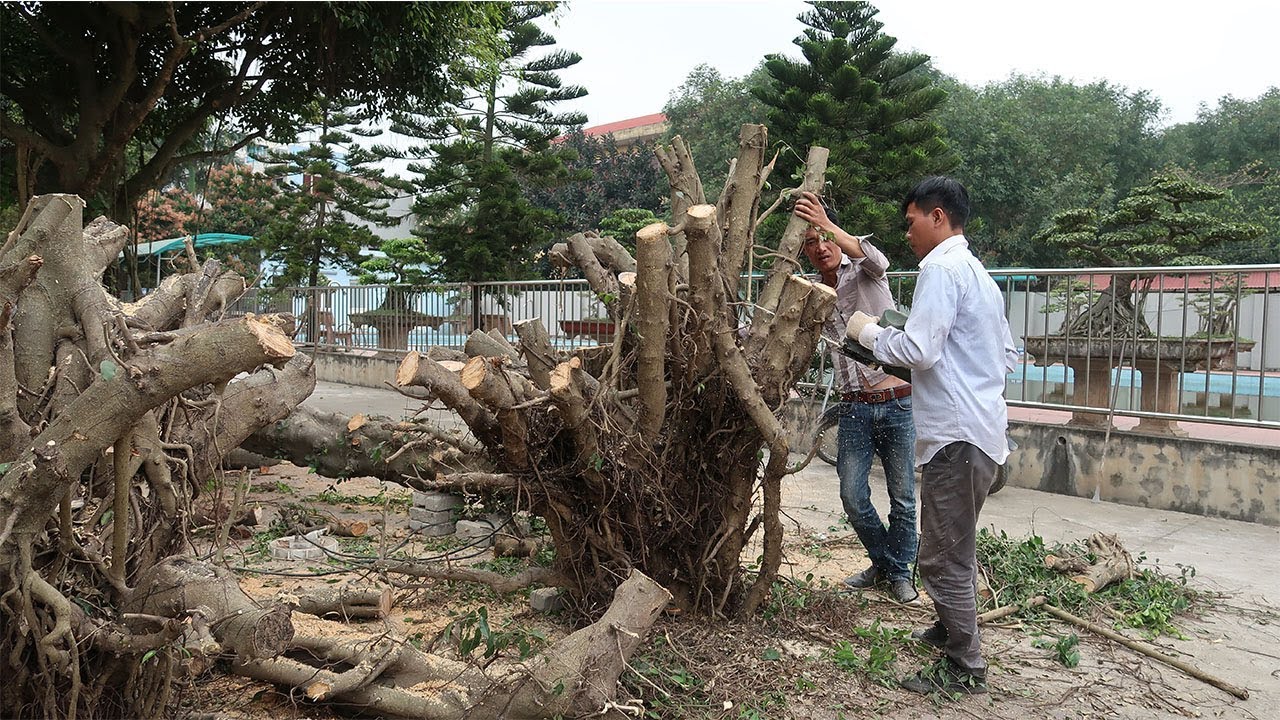 Khai thác hai cây sanh Nam Điền khủng về làm được 6 tác phẩm