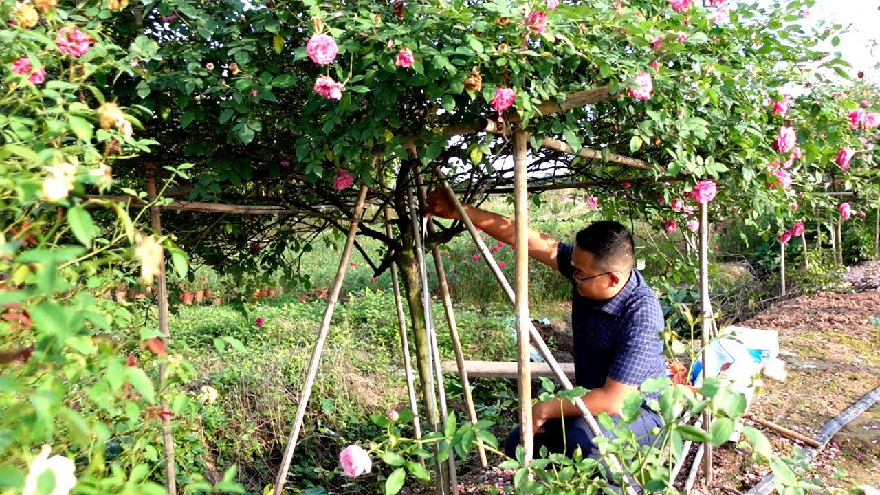 Không thể ngờ được rằng, vườn hồng Sapa cổ vừa đẹp lại rẻ đến như vậy (liên hệ 0973031699)