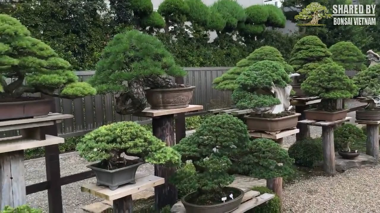 Khu vườn của bậc thầy Bonsai : Masahiko Kimura master