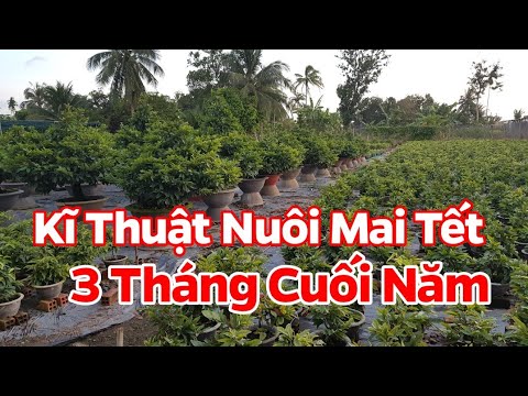 Kĩ Thuật Nuôi Mai Tết - Cuối Tháng 09 Âm Lịch