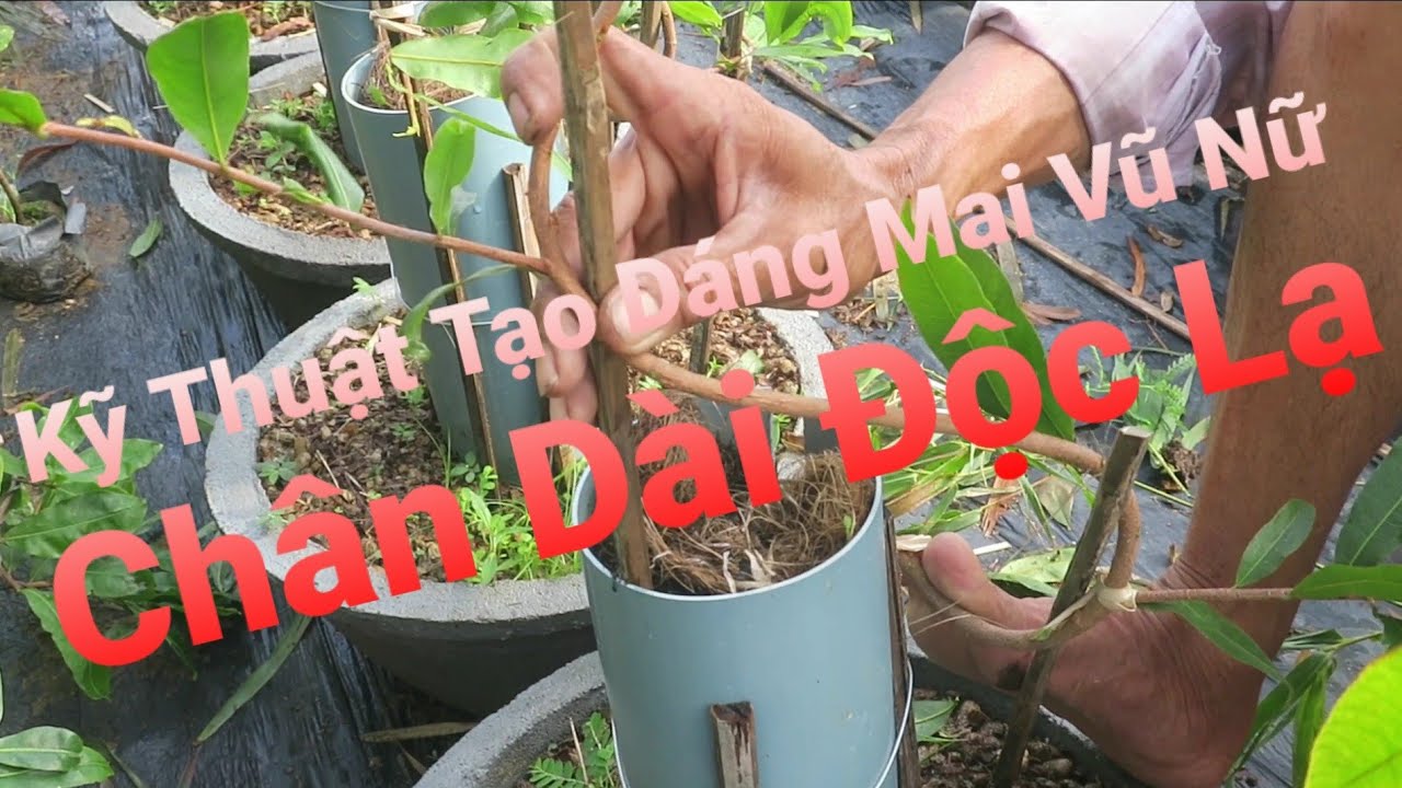 Kỹ thuật nuôi và tạo dáng nước đầu cho mai vũ nữ chân dài trong ống nhựa