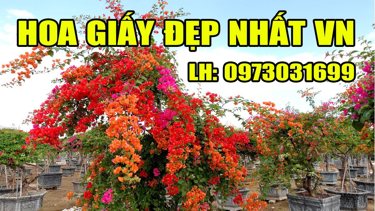 Lại xuất hiện ông vua hoa giấy ở Việt Nam (anh Sinh 0973031699: https://hoacaycanhvietnam.com/)