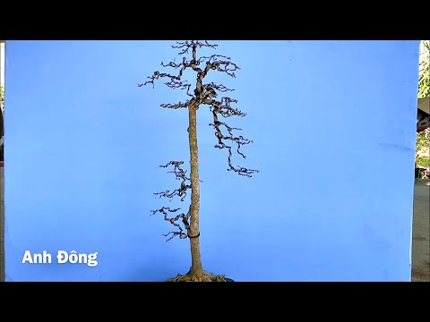 Làm lại cây bonsai dáng trực