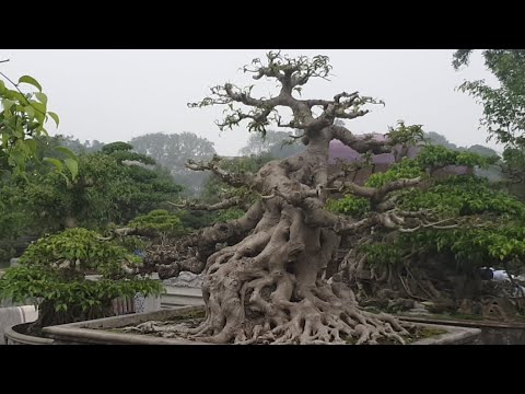 Live Chia Sẻ Làm Cây Nghệ Thuật Bonsai