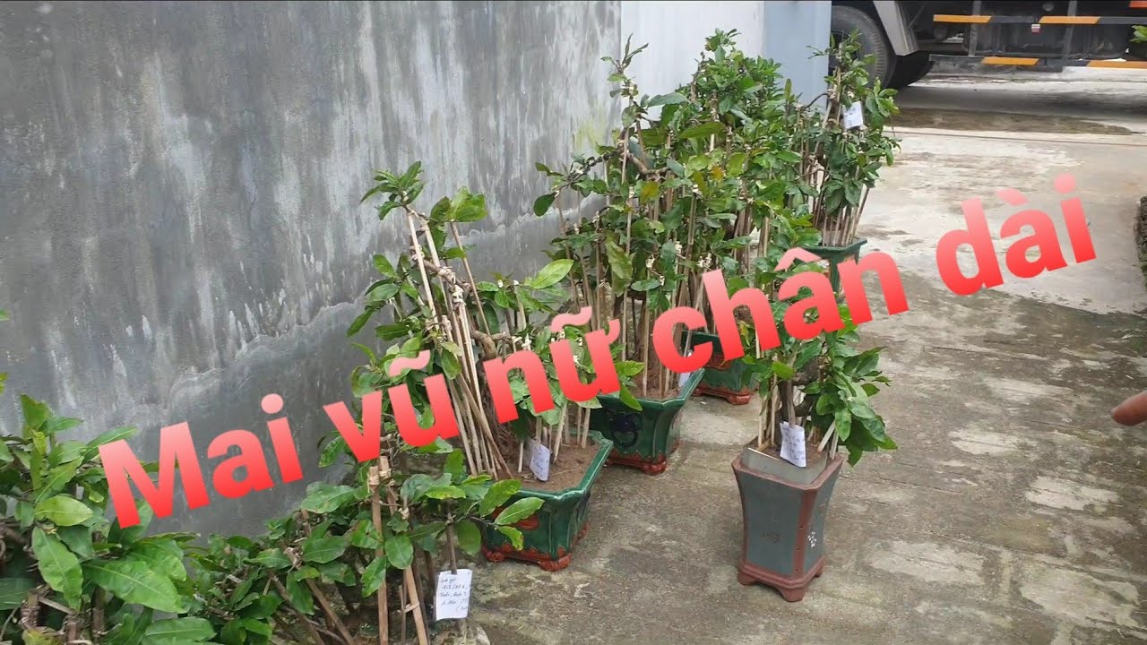 Lô mai chân dài lên đường về với anh em