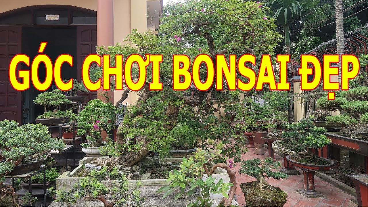 MỘT GÓC CHƠI BONSAI ĐẸP