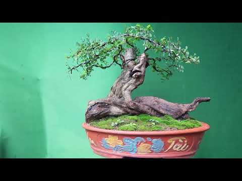 ( MS:184 ) Hải Châu, Cây Mực Dành Cho Anh Em Sưu Tầm - ĐT:0976288363 #shorts bonsai