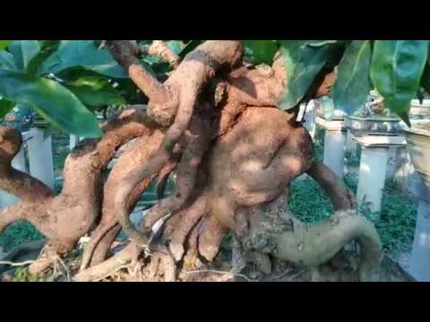 Mai Bonsai quái nhất Bình Định