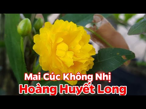 Mai Cúc Không Nhị Hoàng Huyết Long - Hoa Đẹp - Không Rụng Nụ